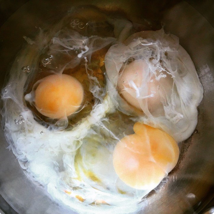 poached eggs